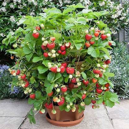 MiracleGarden Neem Plant