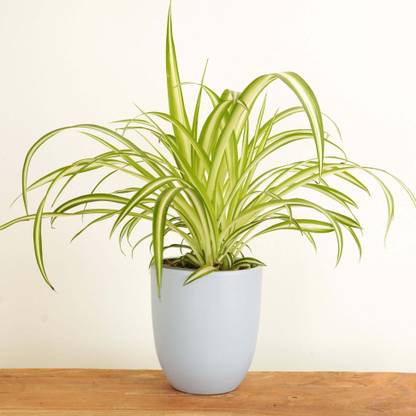 KPBHANDER Spider Plant