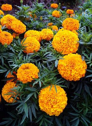 PRIYAPLANTS Terminalia Green Plant