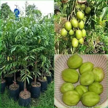 Greenery Nursery Amra Plant
