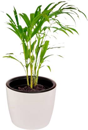 bookourplant Areca Palm