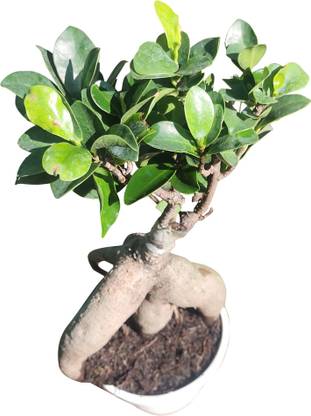 THEPLANTHOUSE Ficus Bonsai Plant