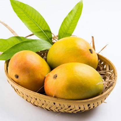 Gardenic Mango Plant