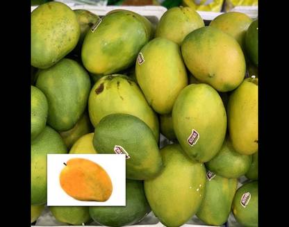 EROANVIA Mango Plant