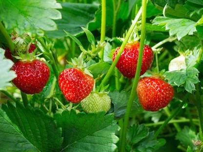 Suvo online services Strawberry Plant