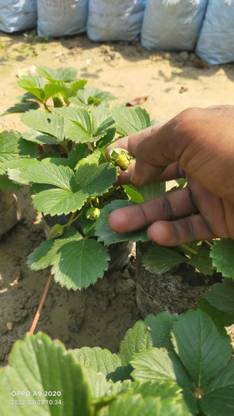 AquinnahGaden Strawberry Plant