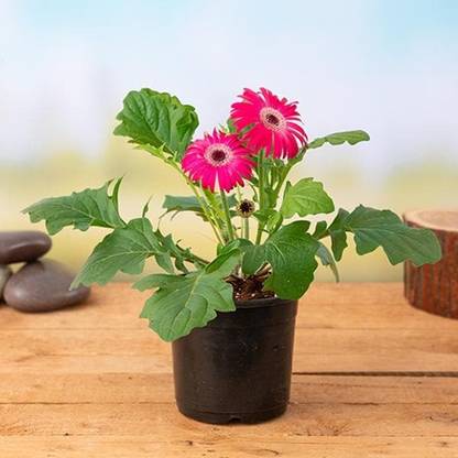 GERBERA FLOWER PLANT Gerbera Plant