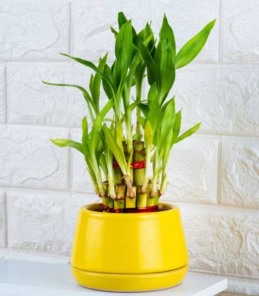GREENLEAFS Lucky Bamboo Straight Stick