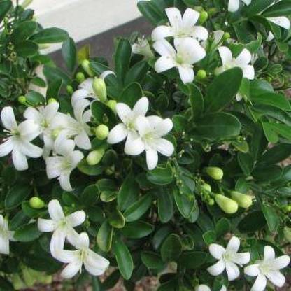 JR GLOBLE Madhu Kamini Plant