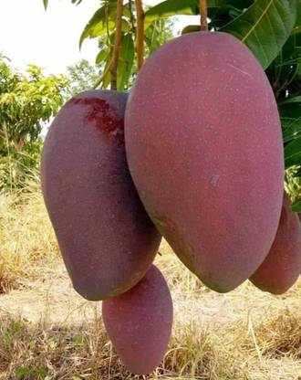 GodGreen Mango Plant