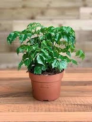 KPL PLANT OF CHINA DOLL The China Doll Plant