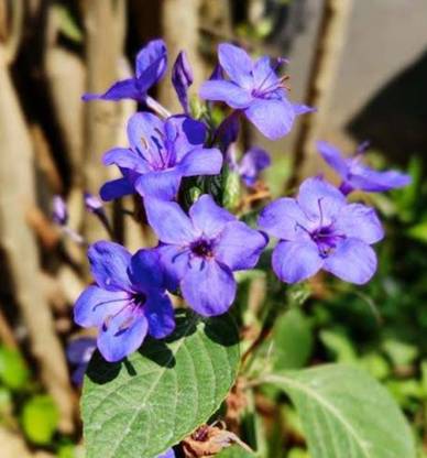 LivePlant Sage Glory Bower Plant