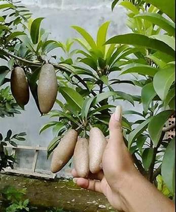 Cloud Farm Chiku Plant