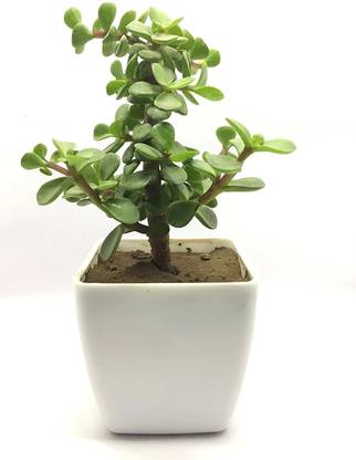 Aadinathan Jade Plant