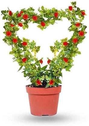 ROSE AHMED Amla Plant