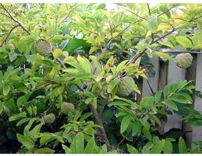 Cloud Farm Custard Apple Plant