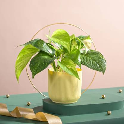 UGAOO Variegated Money Plant, Money Plant
