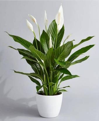 G0 GREEN Lily Plant