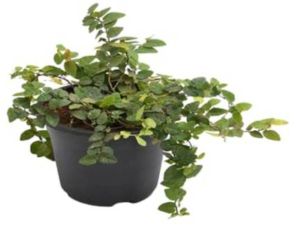 ashokavanam Creeping Fig Ivy Plant