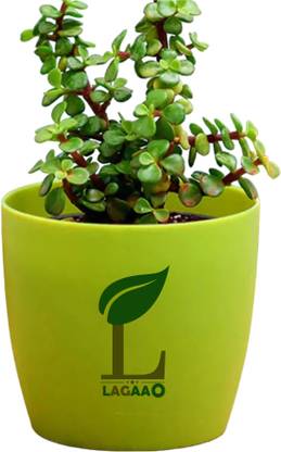 LAGAAO AGROTECH Jade Plant