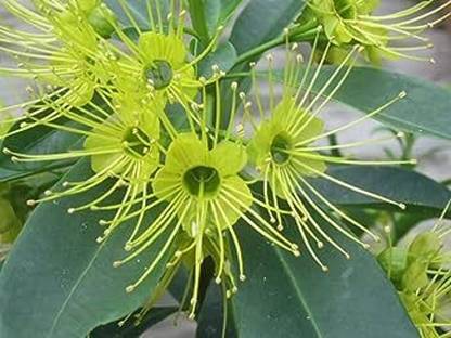 Cloud Farm Camphor Plant
