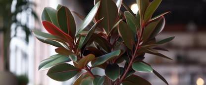 sp rubber fig plant Rubber Tree