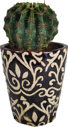 LAGAAO AGROTECH Exotic Succulent