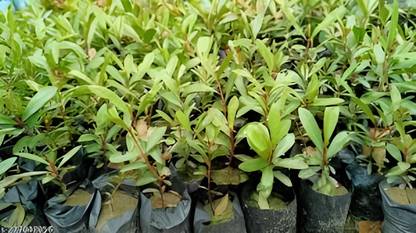 Manjunursery All Spice Plant