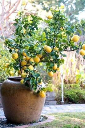 mini lemon plant Lemon Plant