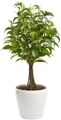 KAS Enterprises Ficus Plant