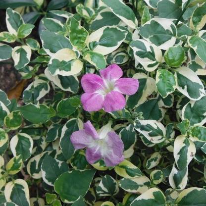 Fair Nursery Plant Hindu Rope Variegated Plant