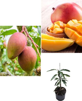 Japanese Miyazaki Dwarfs Mango Plant