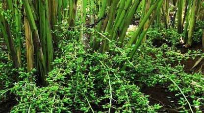 Corofitam Elaichi/Cardamom Plant