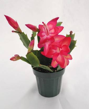 KOLKATA ORCHID ONLINE Lily Plant