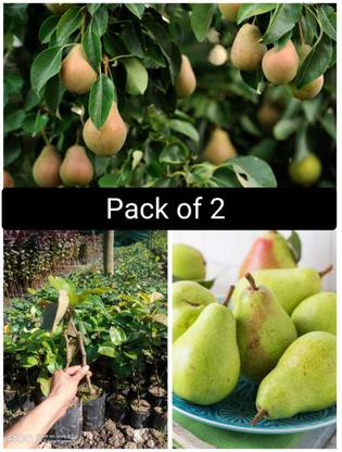 JR GLOBLE Pear Plant