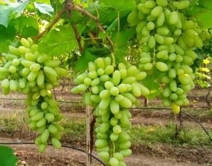 Rainbow Garden Grapes Plant