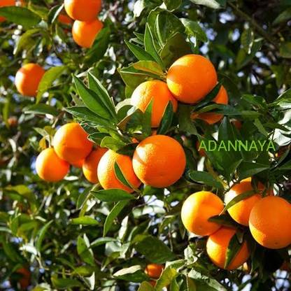 ADA Lemon Plant