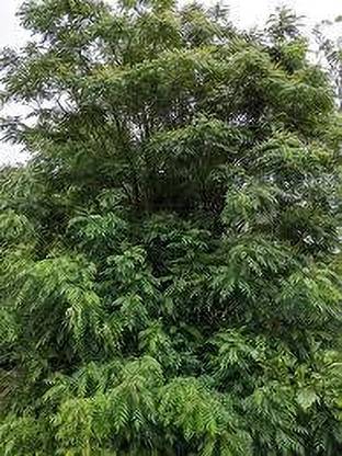 ABEFARIYA Curry Leaf Plant