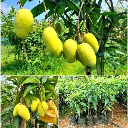 SANKAR VARIETIES Mango Plant