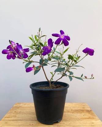 Global Mart Plant Philodendron Pink Princess Plant