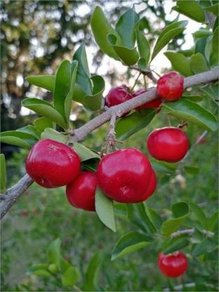 P N C Cherry Fruit Plant