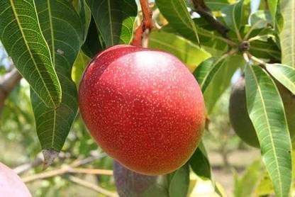 maango Mango Plant