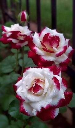 PPSGENTERPRISE Rose Plant