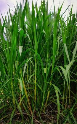 Napier NB Hybrid Napier Grass
