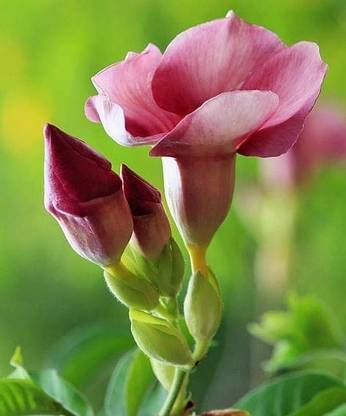 allamanda Euphorbia Trigona Royal Red Plant