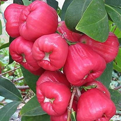 EDEN OF EARTH Water Apple Red Plant
