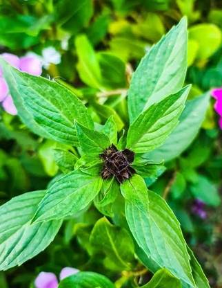 Shiva nursery Marjoram Plant