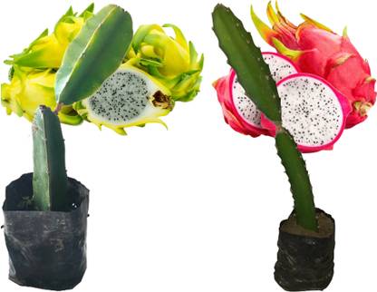 GLOBAL GREEN Dragon Tree