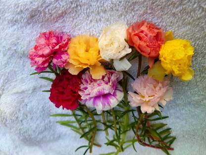 Soljardin Portulaca Plant