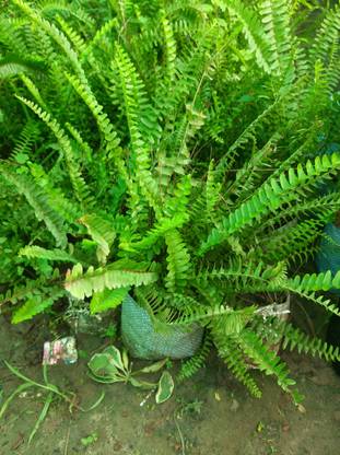 Farmplants Fern Plant